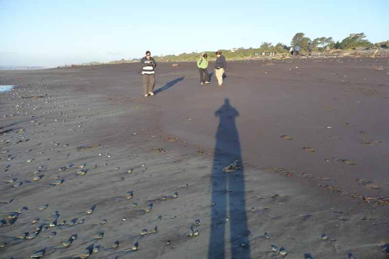 Nieuw-Zeeland 2011 - 1334